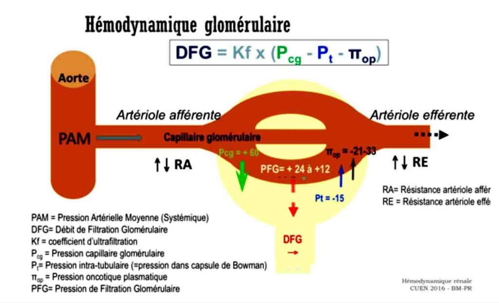 Hémodynamique glomérulaire