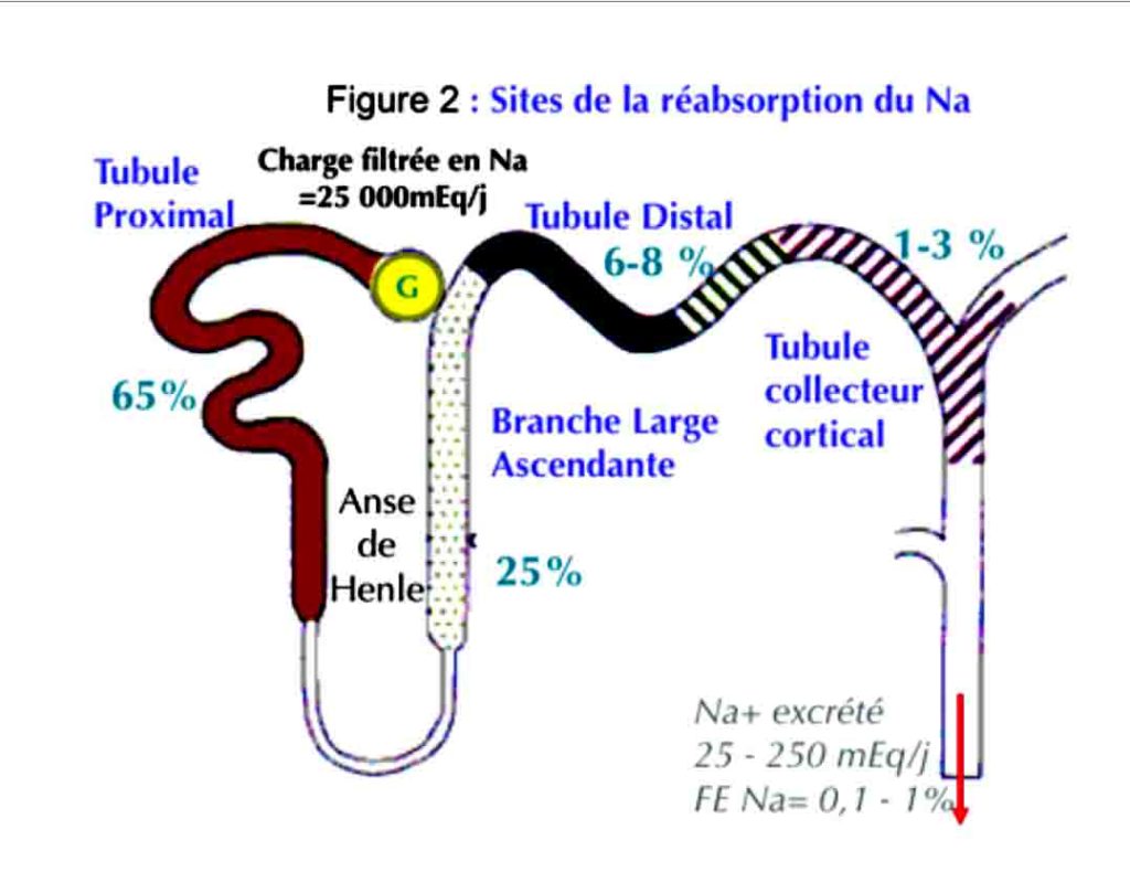 Sites de la réabsorption du Na