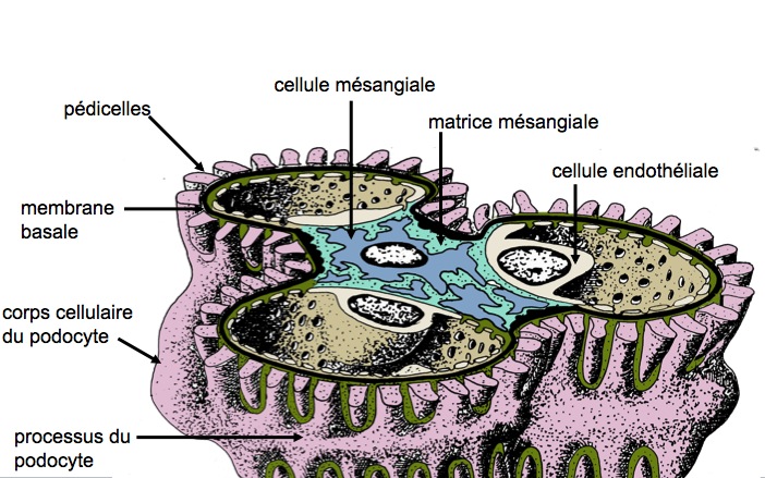 Image_4.jpg